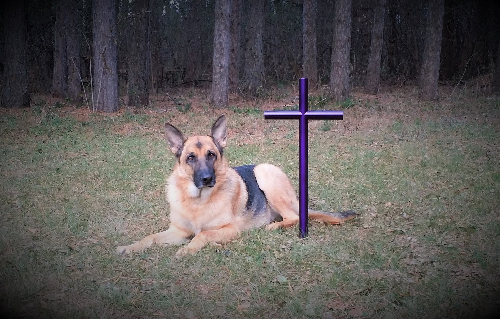Our Pets are more then pets they are family.  German Shepherd inspired this outdoor memorial cross.  A deep purple size small is shown in a perfect spot in the yard. 